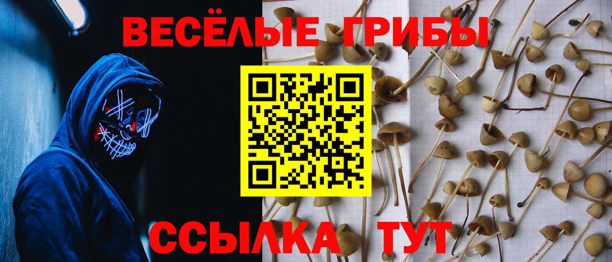 Галлюциногенные грибы Psilocybine cubensis Сочи